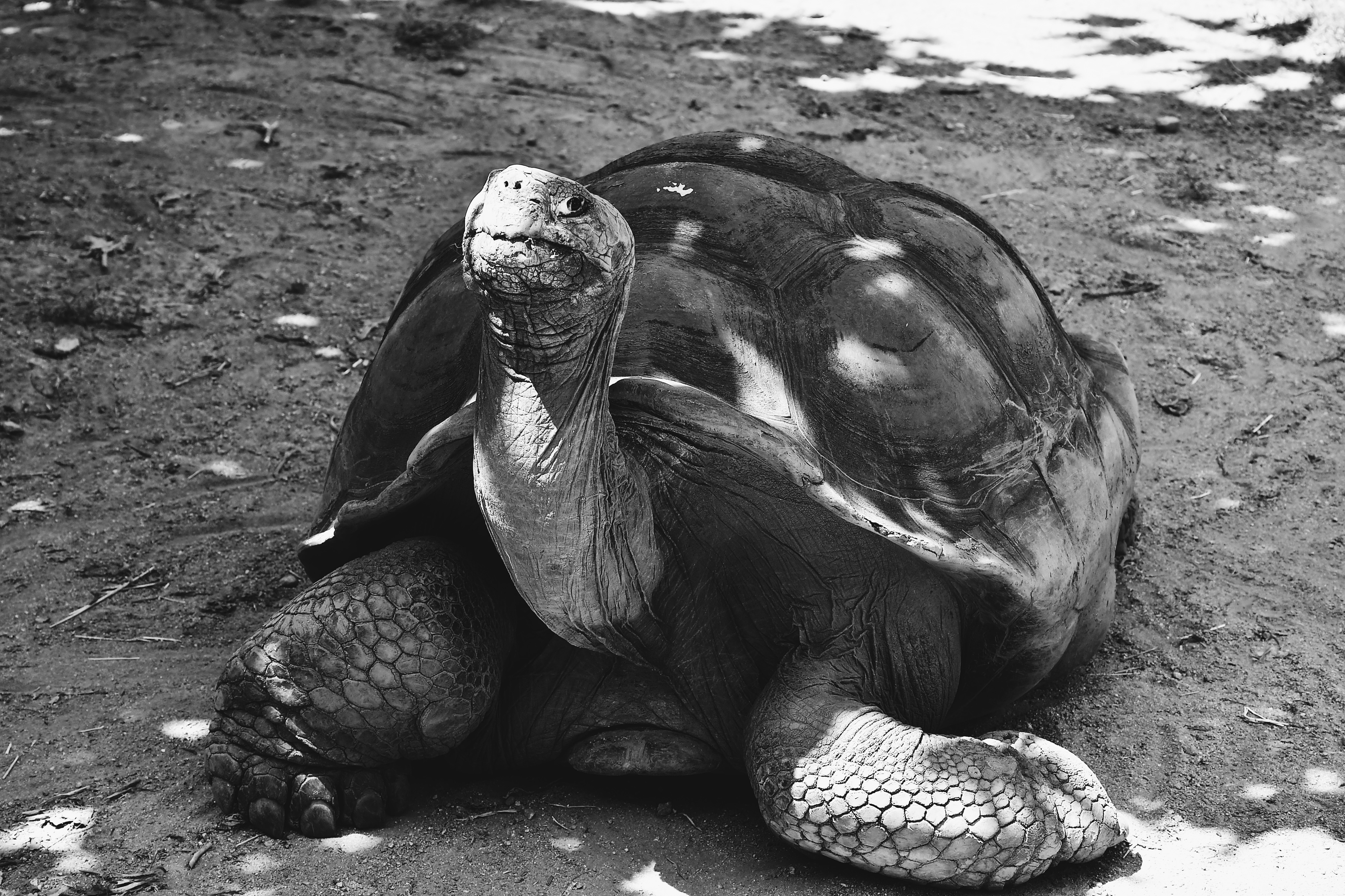 Sri Lankan Black Turtle